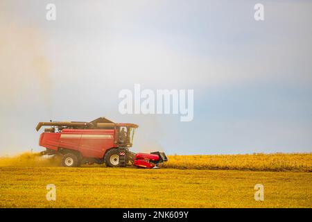 la moissonneuse-batteuse rouge travaille dans un champ en été. ancien modèle de récolteuse. récolteuse dans le champ. moissonneuse-batteuse rouge Banque D'Images