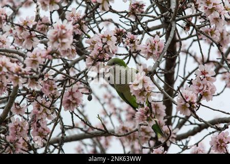 Madrid, Espagne. 23rd févr. 2023. Vue générale sur les amandiers en fleurs dans un parc. Le parc Quinta de los Molinos est classé comme parc historique de Madrid depuis 1997 et compte environ 1 500 amandiers qui fleurissent chaque année au cours des mois de février et mars, au début du printemps. (Photo par Luis Soto/SOPA Images/Sipa USA) crédit: SIPA USA/Alay Live News Banque D'Images