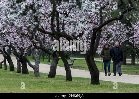 Madrid, Espagne. 23rd févr. 2023. Les visiteurs se promèdent devant les amandiers fleuonnés dans un parc. Le parc Quinta de los Molinos est classé comme parc historique de Madrid depuis 1997 et compte environ 1 500 amandiers qui fleurissent chaque année au cours des mois de février et mars, au début du printemps. (Credit image: © Luis Soto/SOPA Images via ZUMA Press Wire) USAGE ÉDITORIAL SEULEMENT! Non destiné À un usage commercial ! Banque D'Images