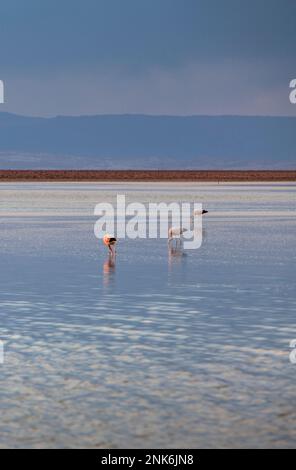 Laguna Chaxa, au sel de l'Atacama, Désert d'Atacama, Región de Antofagasta, Chili Banque D'Images