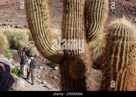 Appelé 'cactus cardon' (Echinopsis atacamensis), dans Guantin Valley, près de San Pedro de Atacama, désert d'Atacama. Region de Antofagasta. Chili Banque D'Images