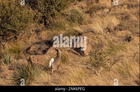 Coues Whitetail Deer Buck dans les montagnes Chiricahua en Arizona Banque D'Images