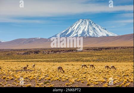 Des vigognes (Vicugna vicugna), dans l'Altiplano, la Puna, en arrière-plan montagnes des Andes, la route vers l'Argentine par Paso Sico, près de Socaire, désert d'Atacama. Region de Banque D'Images