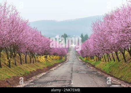 Une rangée de pruniers de sang aux fleurs merveilleuses Prunus cerasifera ‘Woodii’ au printemps, Berkenye, Hongrie Banque D'Images