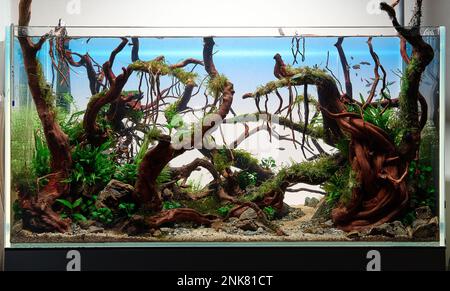 Aquarium aquatique d'eau douce avec poissons néons, plantes vivantes, pierres de Frodo et racines de Redmoor. Paysage aquatique de style jungle. Microsorum Trident, rotales divers, anubias, mousse. Banque D'Images