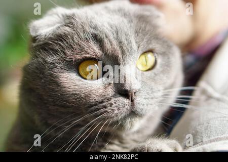 Magnifique intérieur Bleu et gris britannique Scottish Fold cheveux courts yeux jaunes Cat. Gros plan, horizontal, mise au point sélective. Animaux Emotions concept. Banque D'Images