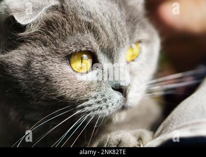 Magnifique intérieur Bleu et gris britannique Scottish Fold cheveux courts yeux jaunes Cat. Gros plan, horizontal, mise au point sélective. Animaux Emotions concept. Banque D'Images