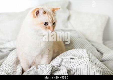 Jeune chat de race mixte au gingembre léger lassé sous un tissu gris clair dans une chambre contemporaine. Le PET se réchauffe sur une couverture par temps froid en hiver. Animaux de compagnie acceptés a Banque D'Images