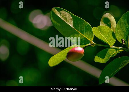 Currant Bengale, Thorn Christ, Carissa carandas tropicales, Carunda, Karonda graines mûres colorées sur l'arbre, c'est une plante pleine d'antioxydants. Banque D'Images