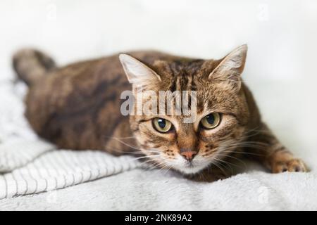 Energizer jeune tabby race mixte chat sur le gris clair écossais dans la chambre contemporaine. PET Kitten se préparant à sauter. Animaux acceptés et concept de soins. Banque D'Images