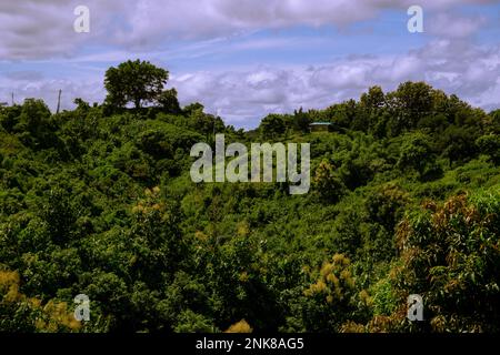 Un grand arbre vert solitaire au sommet de la montagne à Bandarban, au Bangladesh. Ciel, horizon, forêt de montagne à mi-journée stock photo. Paysage de montagne avec arbre Banque D'Images