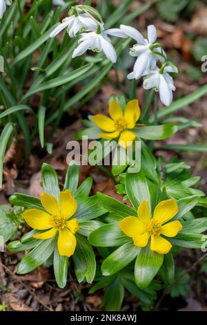 Aconites jaunes dans les jardins de la maison Ickworth près de Bury St Edmunds à Suffolk, heure du printemps Banque D'Images