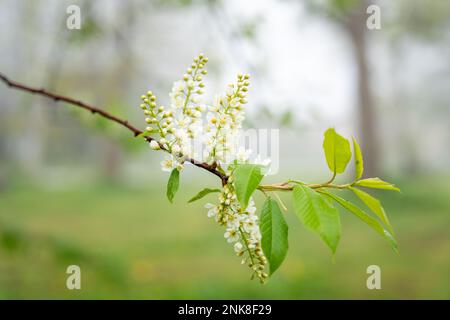 Fleurs blanches du chrem commun prunus pagus ou cerise d'oiseau Banque D'Images