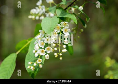 Fleurs blanches du chrem commun prunus pagus ou cerise d'oiseau Banque D'Images