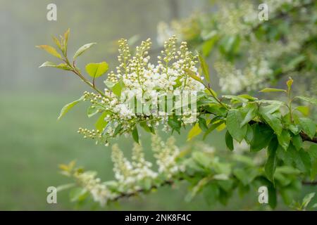 Fleurs blanches du chrem commun prunus pagus ou cerise d'oiseau Banque D'Images