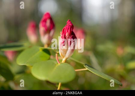 Les boutons de fleurs de rhododendron rose profond se préparent à fleurir au soleil de printemps Banque D'Images