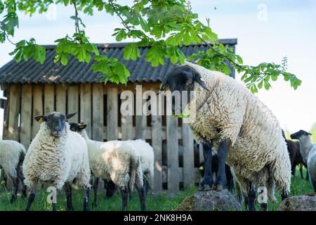 Des moutons sous le châtaignier de cheval gardant frais pendant le pâturage dans les prairies. Banque D'Images