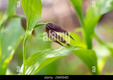 Rare et belle orchidée-slipper Cypripedium calceolus avec des pétales longs et tordus rouges-bruns et un jaune en forme de slipper Banque D'Images