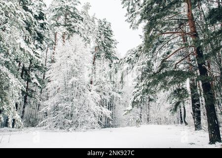 Paysage d'hiver.Forêt de neige en Lettonie après une chute de neige.les arbres sont magnifiquement couverts d'une couverture de neige. Banque D'Images