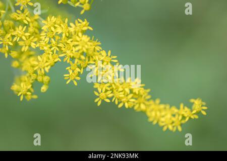 Plante de Goldenrod en fleur Banque D'Images