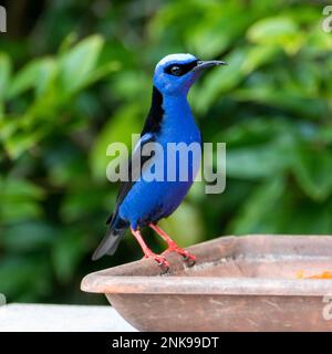 Le Cyanerpes cyaneus (Cyanerpes cyaneus) est une petite espèce de passereau de la famille des thraupidae.Il se trouve dans Atlantic Forest, Brésil Banque D'Images