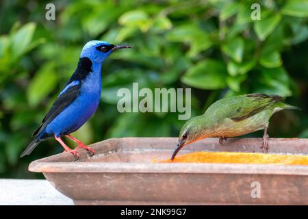 Le Cyanerpes cyaneus (Cyanerpes cyaneus) est une petite espèce de passereau de la famille des thraupidae.Il se trouve dans Atlantic Forest, Brésil Banque D'Images