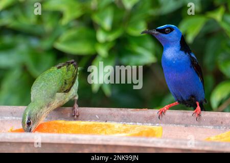 Le Cyanerpes cyaneus (Cyanerpes cyaneus) est une petite espèce de passereau de la famille des thraupidae.Il se trouve dans Atlantic Forest, Brésil Banque D'Images