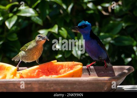 Le Cyanerpes cyaneus (Cyanerpes cyaneus) est une petite espèce de passereau de la famille des thraupidae.Il se trouve dans Atlantic Forest, Brésil Banque D'Images