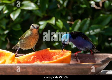 Le Cyanerpes cyaneus (Cyanerpes cyaneus) est une petite espèce de passereau de la famille des thraupidae.Il se trouve dans Atlantic Forest, Brésil Banque D'Images