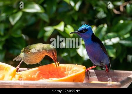 Le Cyanerpes cyaneus (Cyanerpes cyaneus) est une petite espèce de passereau de la famille des thraupidae.Il se trouve dans Atlantic Forest, Brésil Banque D'Images