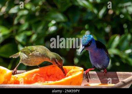 Le Cyanerpes cyaneus (Cyanerpes cyaneus) est une petite espèce de passereau de la famille des thraupidae.Il se trouve dans Atlantic Forest, Brésil Banque D'Images