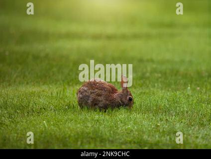 L'alimentation du lapin sur l'herbe Banque D'Images