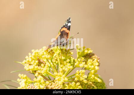 Vanessa atalanta se trouve sur des fleurs sauvages jaunes avec un espace de copie. Arrière-plan naturel. Insectes lumineux dans la nature le jour ensoleillé. Fragile magnifique Admira Rouge Banque D'Images