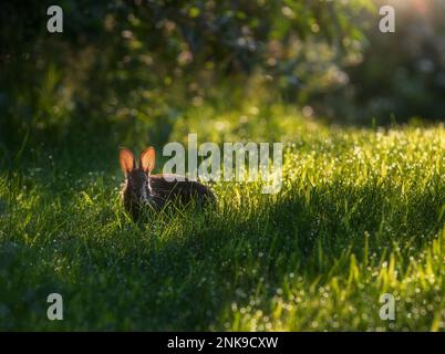 Lapin se nourrissant d'herbe rosée sous le soleil du matin. Banque D'Images