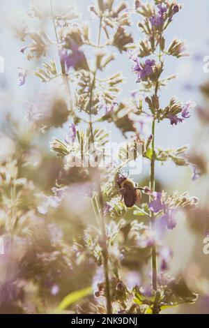 Abeille sur une plante de menthe Banque D'Images