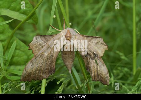 Gros plan naturel sur une femelle de Poplar Hawk-Moth, Laothoe populi, pontant des œufs dans l'herbe Banque D'Images