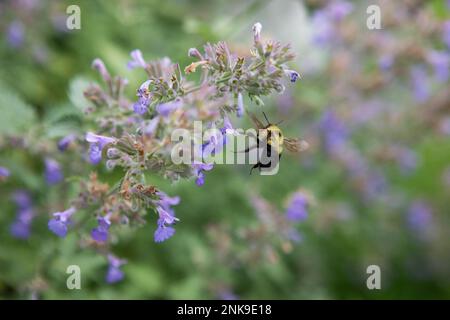 Bumble Bee sur une plante de menthe Banque D'Images