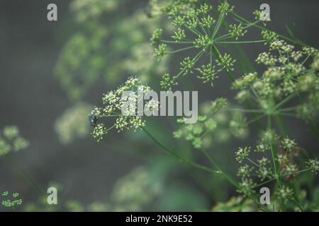 Une mouche sur les fleurs de ciboulette Banque D'Images