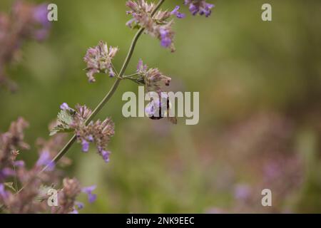 Abeille sur une plante de menthe Banque D'Images