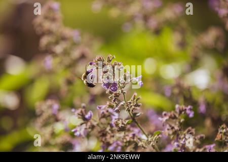 Abeille sur une plante de menthe Banque D'Images