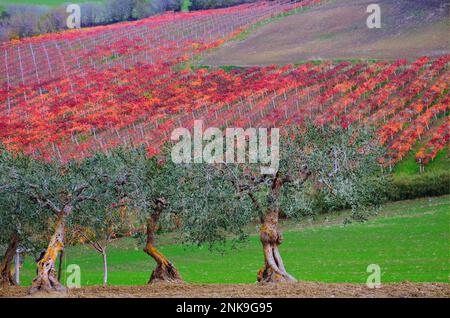 Paysage agricole: En premier plan oliviers et en arrière-plan vignobles avec feuilles colorées en automne, Molise, Italie Banque D'Images