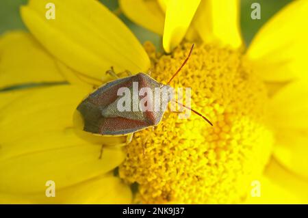 Détail coloré gros plan sur le Gorse blindbug, Piezodorus lituratus assis sur la fleur jaune dans le jardin Banque D'Images