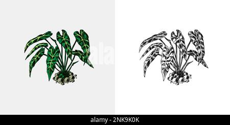 Arbres tropicaux plantes exotiques. Alocasia sanderiana. Paysage de l'est. Nature exotique. Linear Jungle. Croquis dessiné à la main de style vintage. Illustration de Vecteur