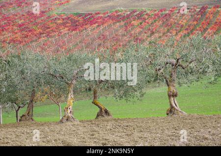 Paysage agricole: En premier plan oliviers et en arrière-plan vignobles avec feuilles colorées en automne, Molise, Italie Banque D'Images