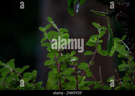 Kunzia amthicola. Gros plan de Vaccinium vitis idée coralle dans le jardin. Images de haute qualité. Banque D'Images