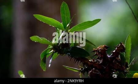 Kunzia amthicola. Gros plan de Vaccinium vitis idée coralle dans le jardin. Images de haute qualité. Banque D'Images