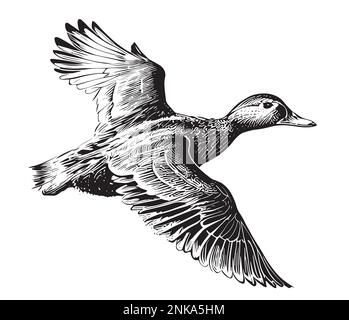 Dessin de canard volant illustration vectorielle peinte chasse aux oiseaux Illustration de Vecteur