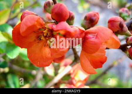 Branche de coing japonais avec fleurs rouges au printemps. Banque D'Images