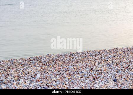 Concept d'été avec une plage, coquillages. Coquillages et sur une plage de mer sauvage dans les rayons du soleil couchant, se concentrer en premier plan. Banque D'Images