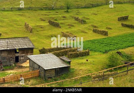 Comté de Suceava, Roumanie, environ 2000. Séchage du foin dans un pâturage. Banque D'Images